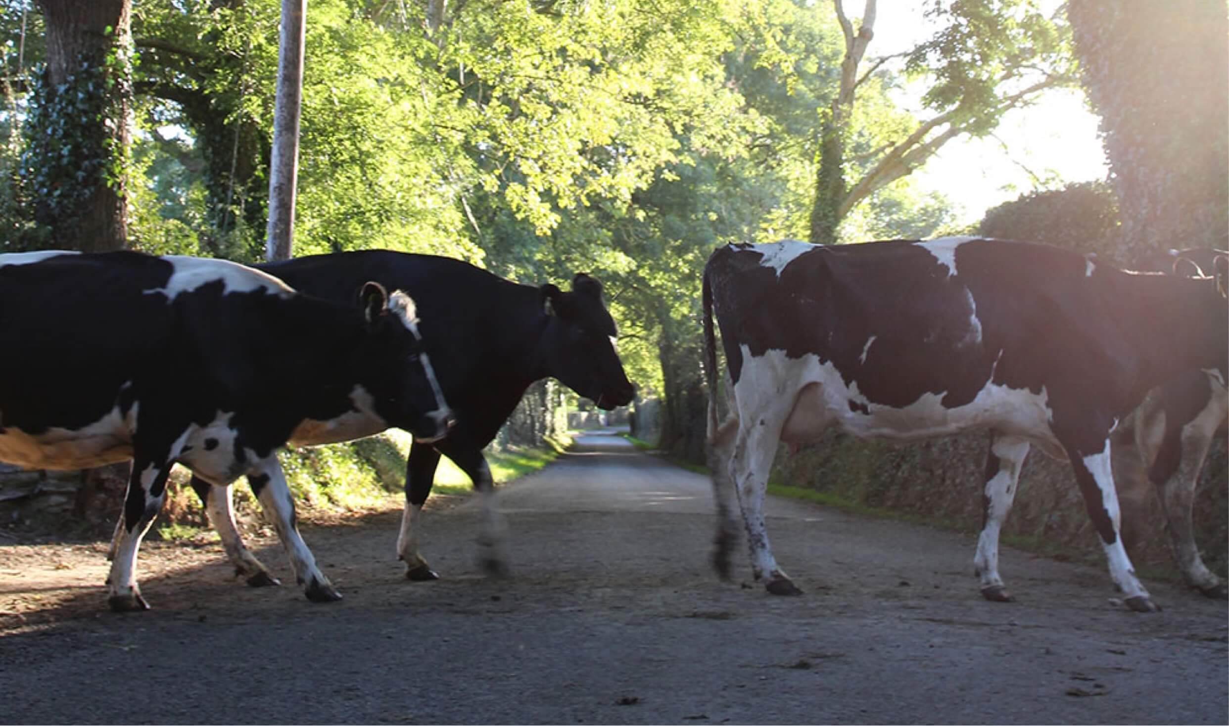 Three cows crossing a county road shaded by tall tress overhead
